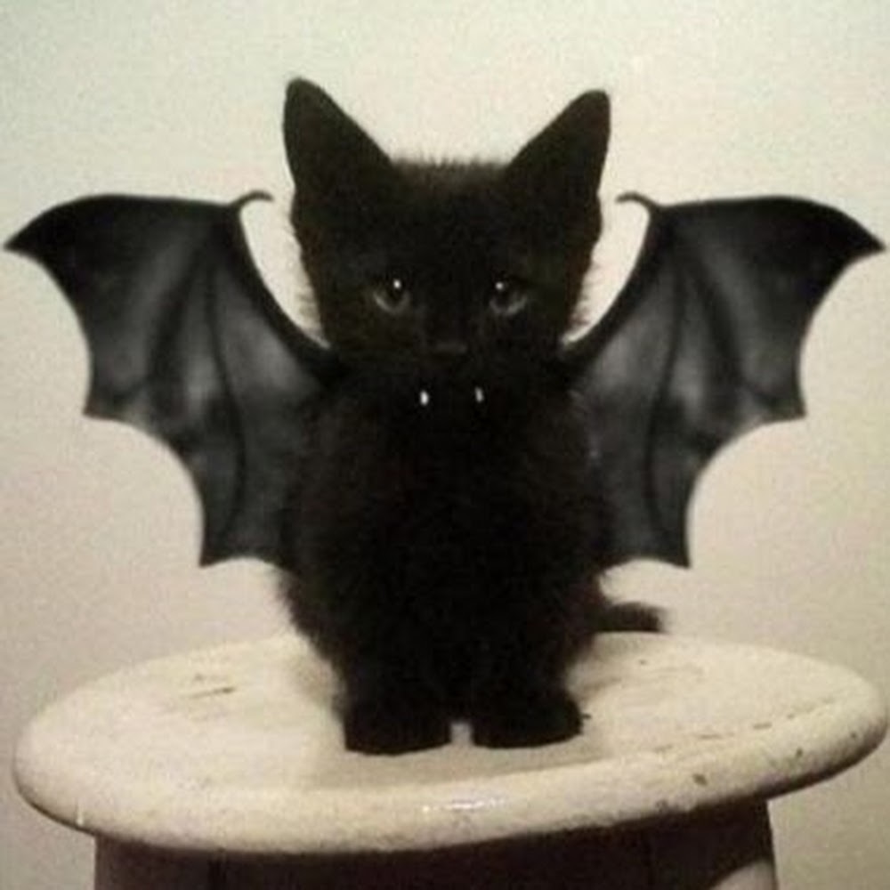 Meet your Posher, Dragon